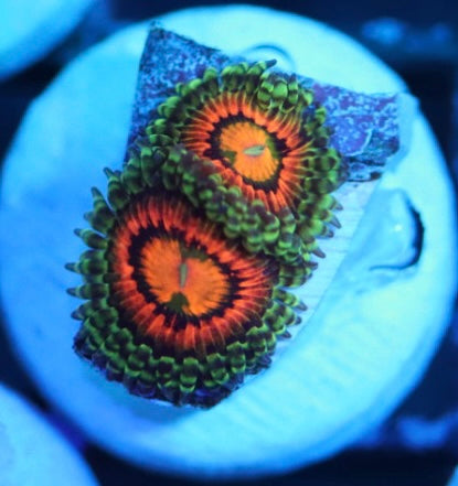 rainbow incinerator zoa