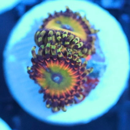 Rainbow Troll Zoa