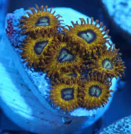 pikachu zoa