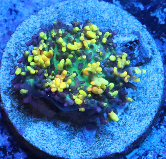 magic carpet mushroom coral