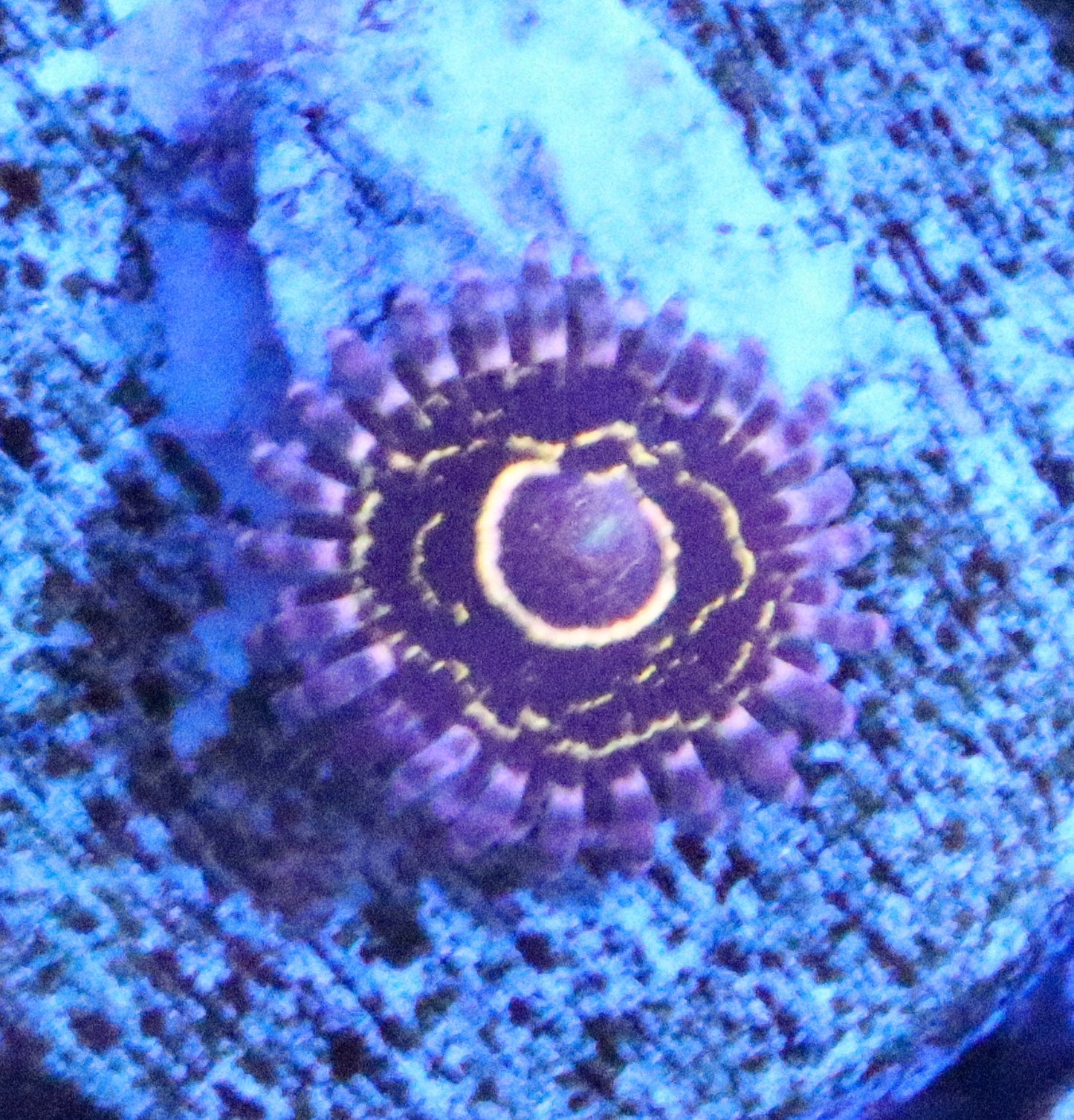 stratosphere zoa
