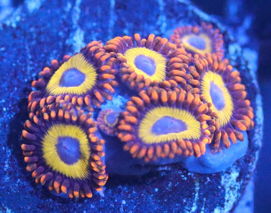 FRUIT LOOPS ZOA