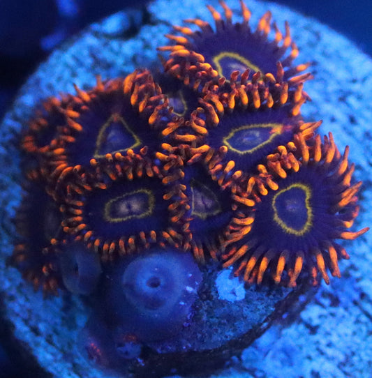 rainbow hornet zoa