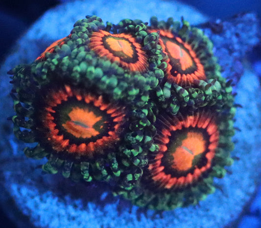 rainbow incinerator zoa