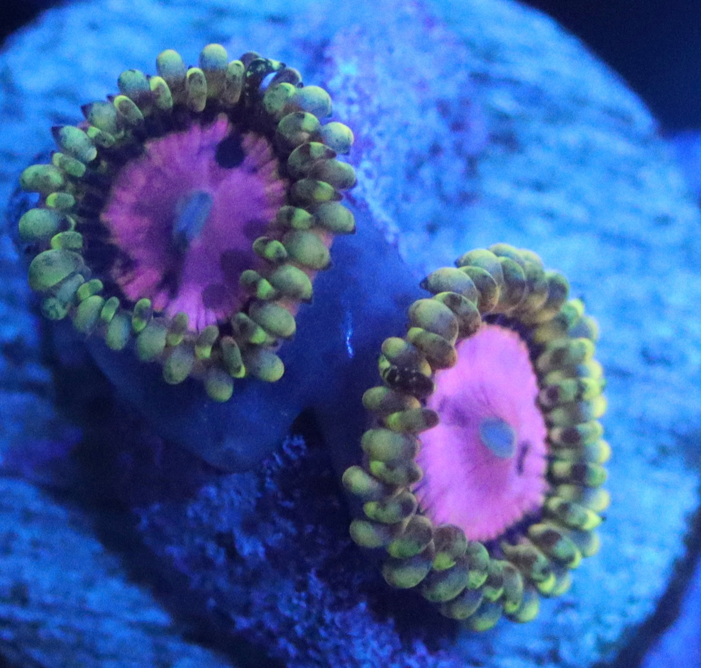 Pink diamond zoa