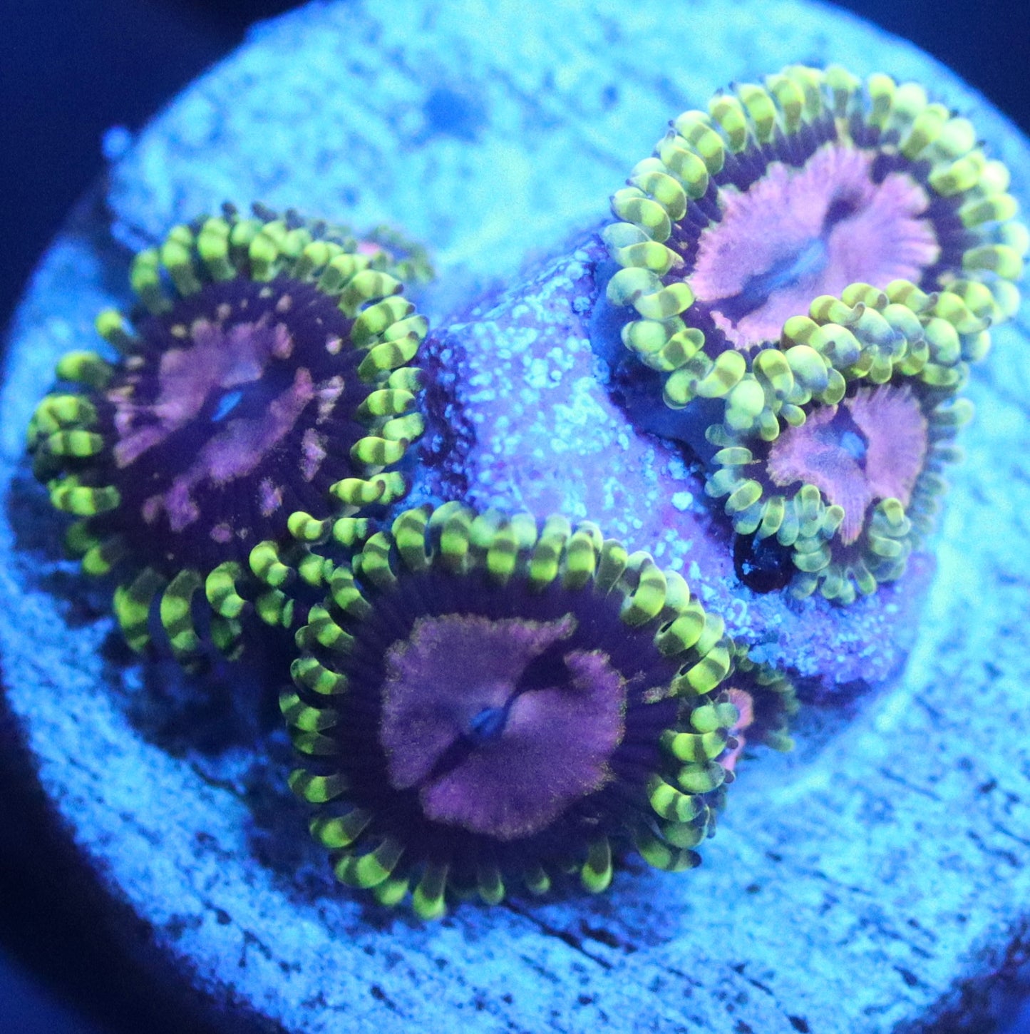 purple monster zoa