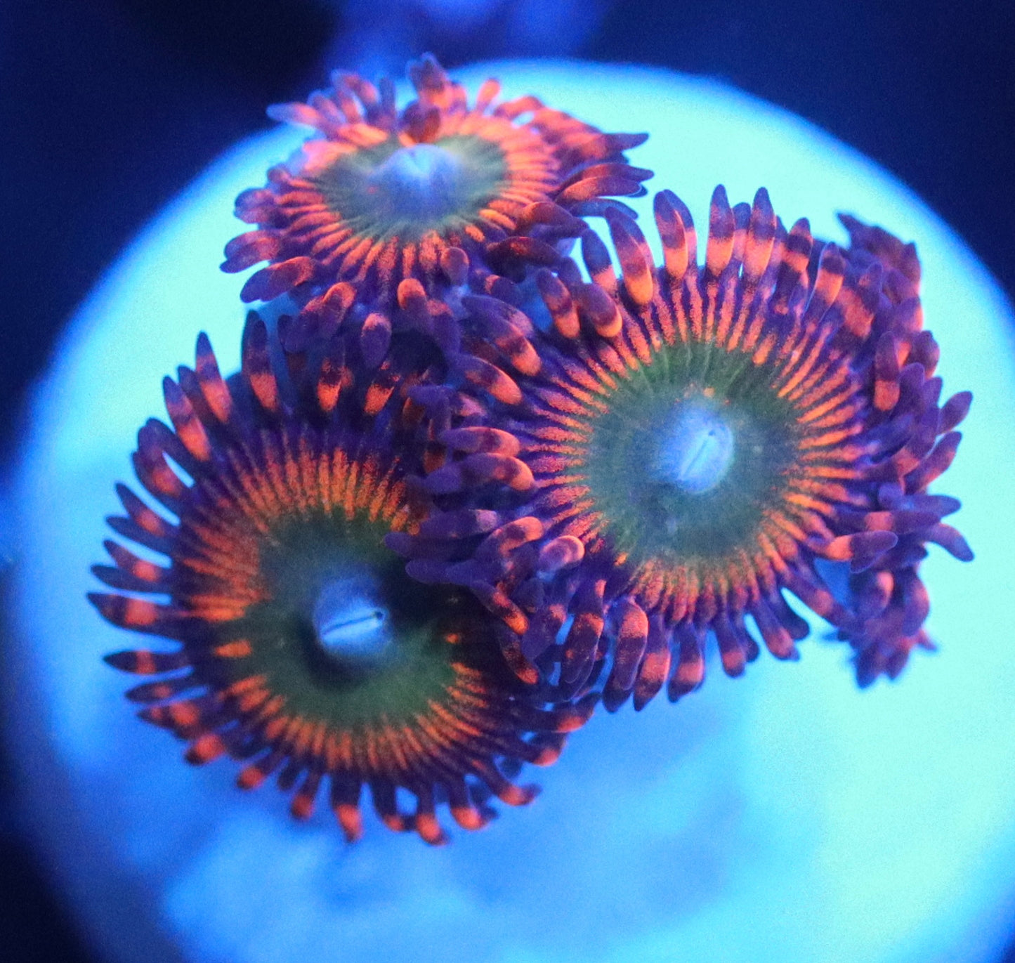 bowser zoa
