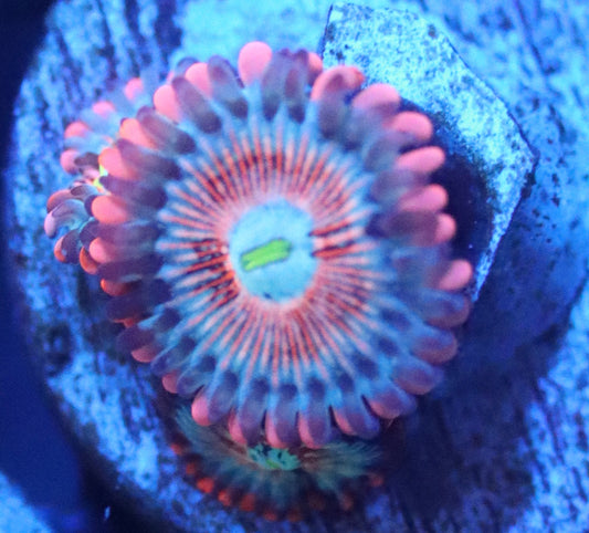 white zombie zoa