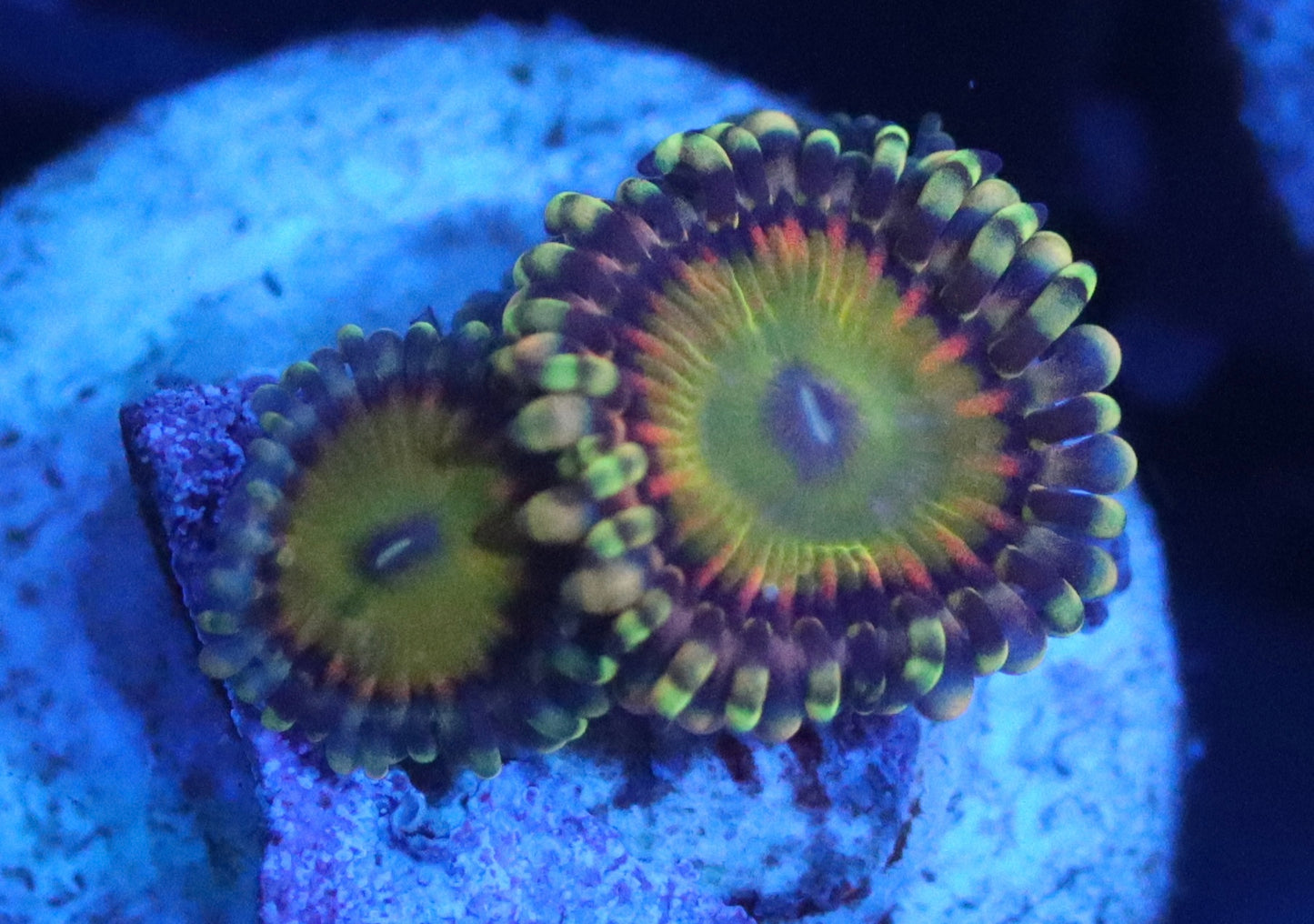 Rainbow Troll Zoa