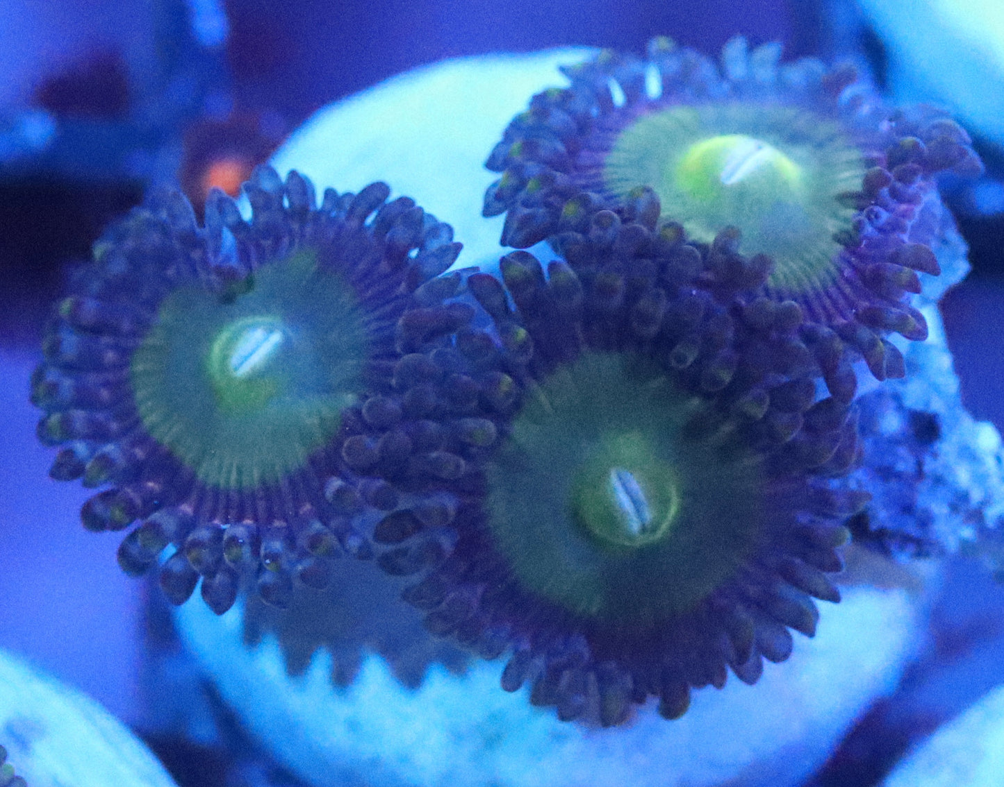 candy apple green zoa