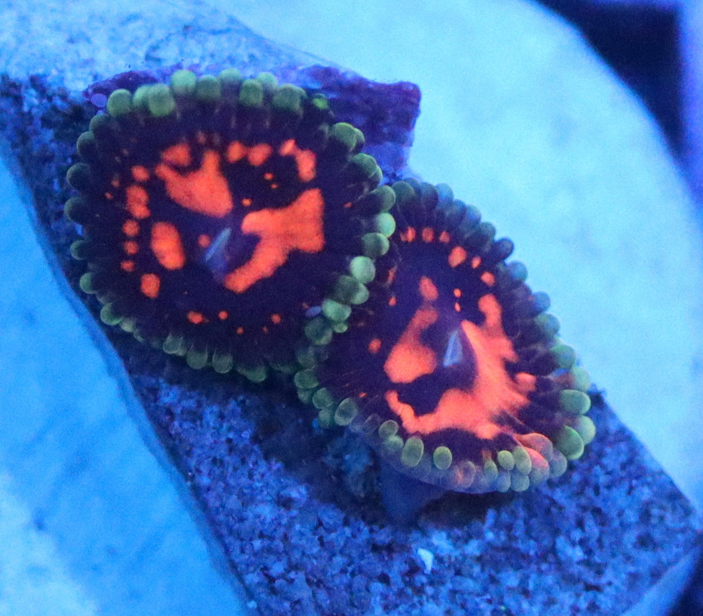 reverse hallucination zoa