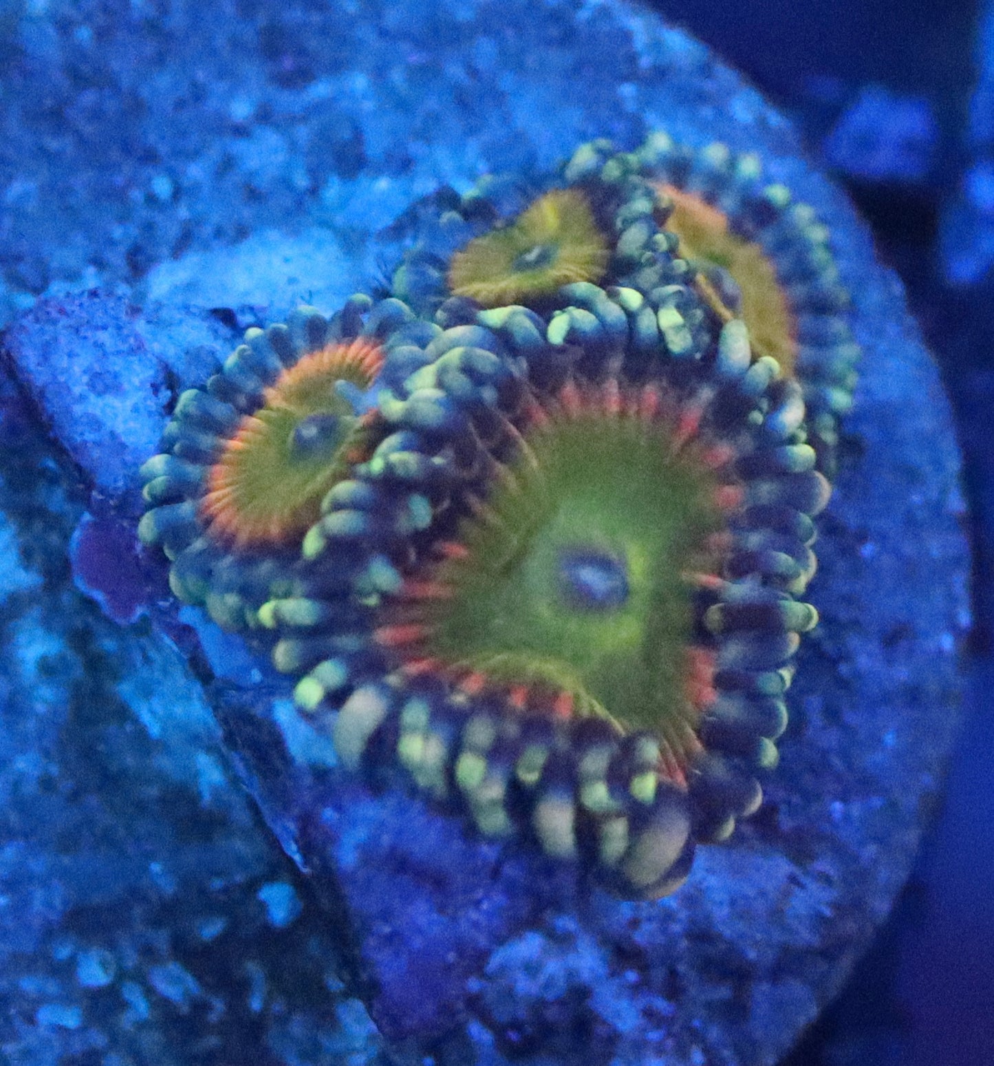 Rainbow Troll Zoa