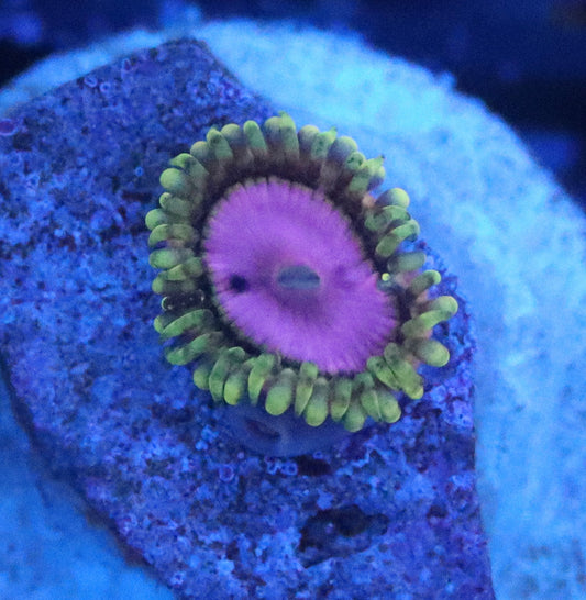 pink diamond zoa