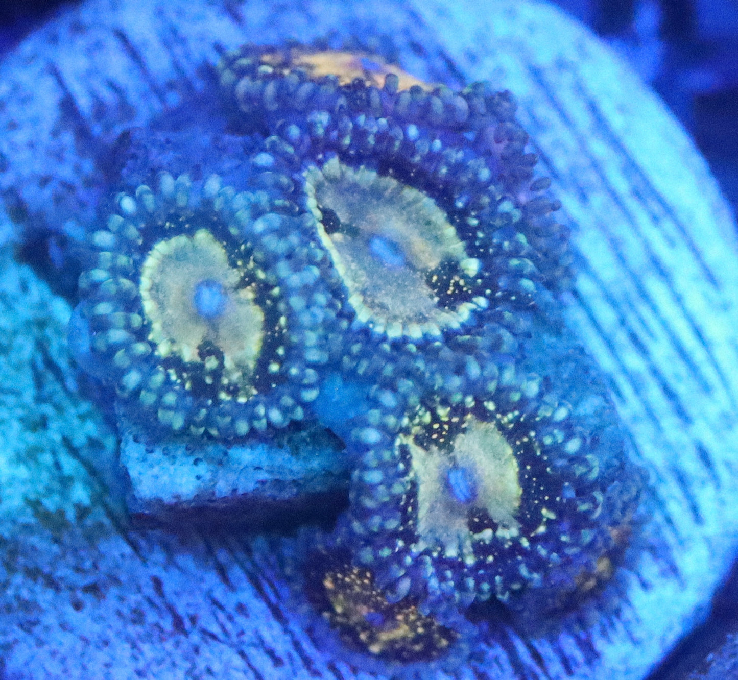 GRIM REAPER ZOA