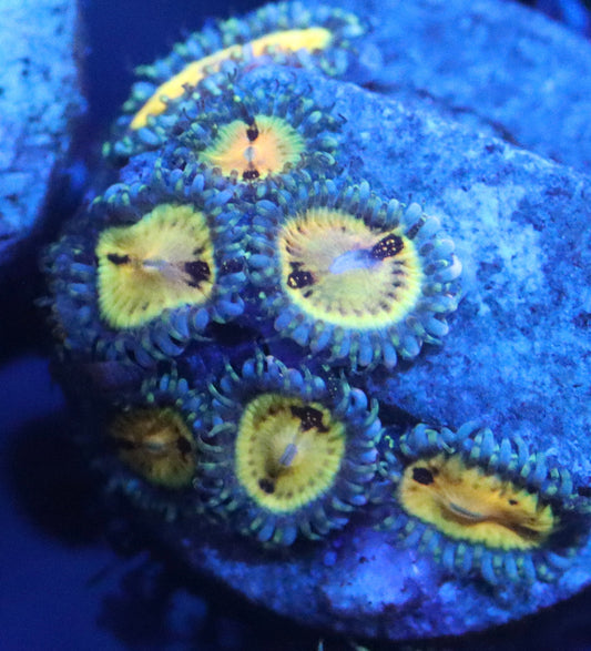 buttmutt zoa