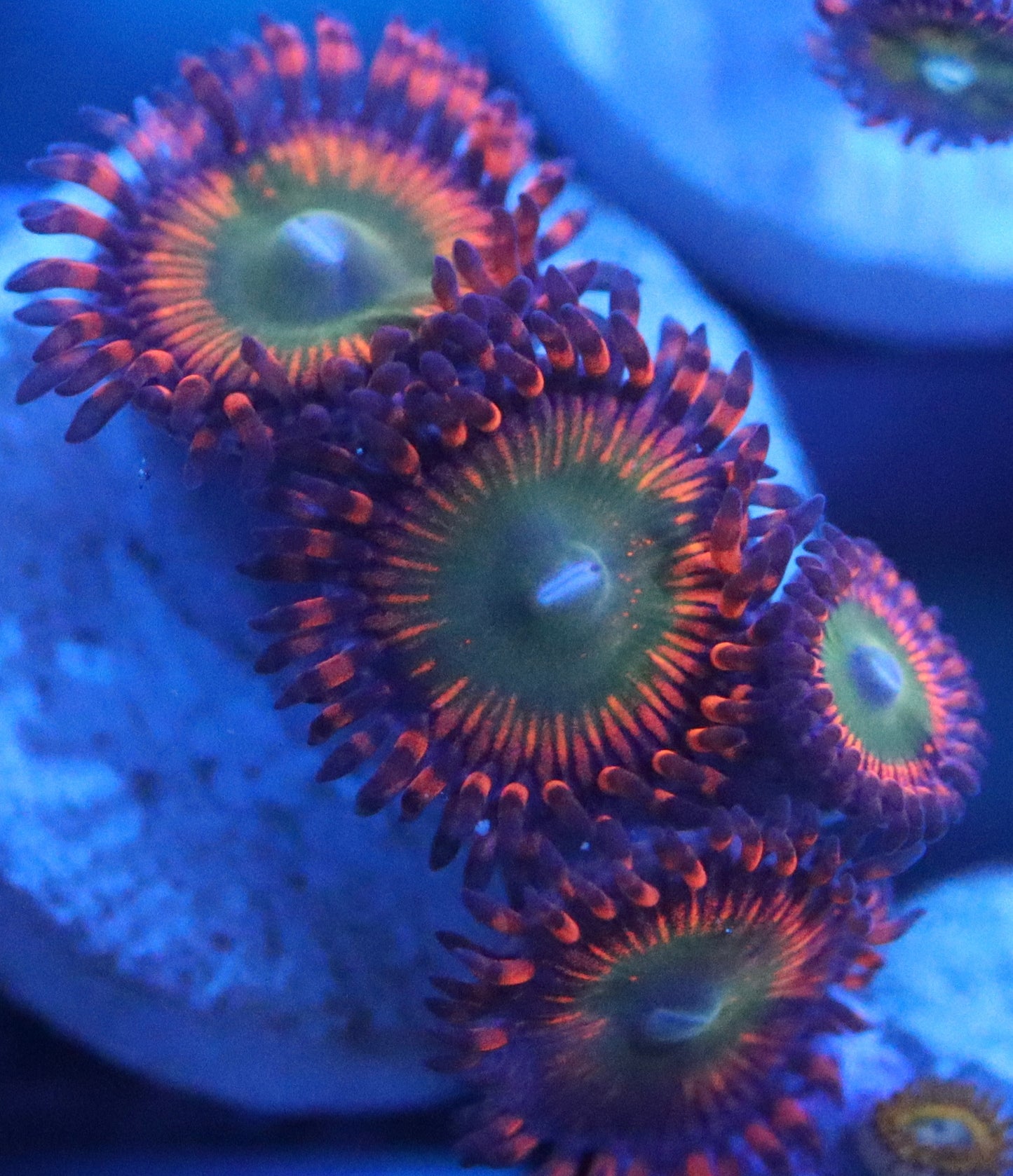 bowser zoa