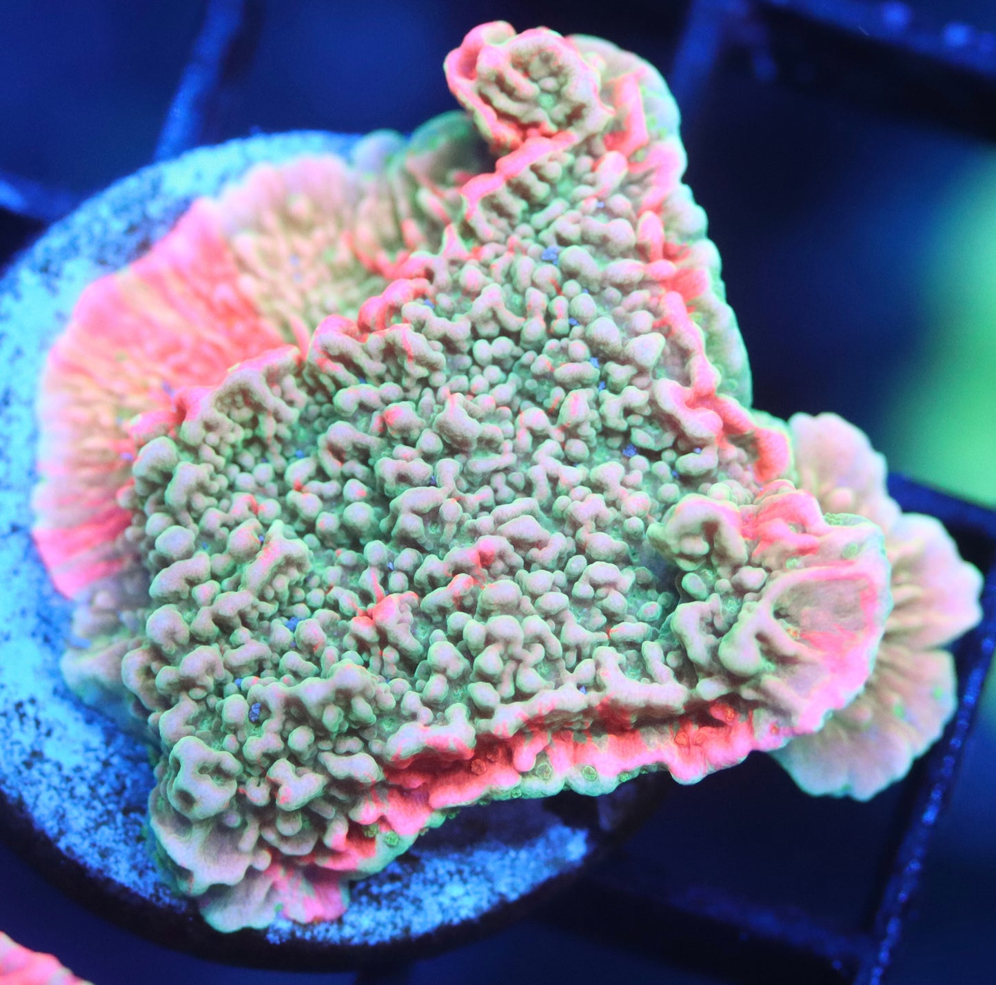 Grafted Montipora Cap