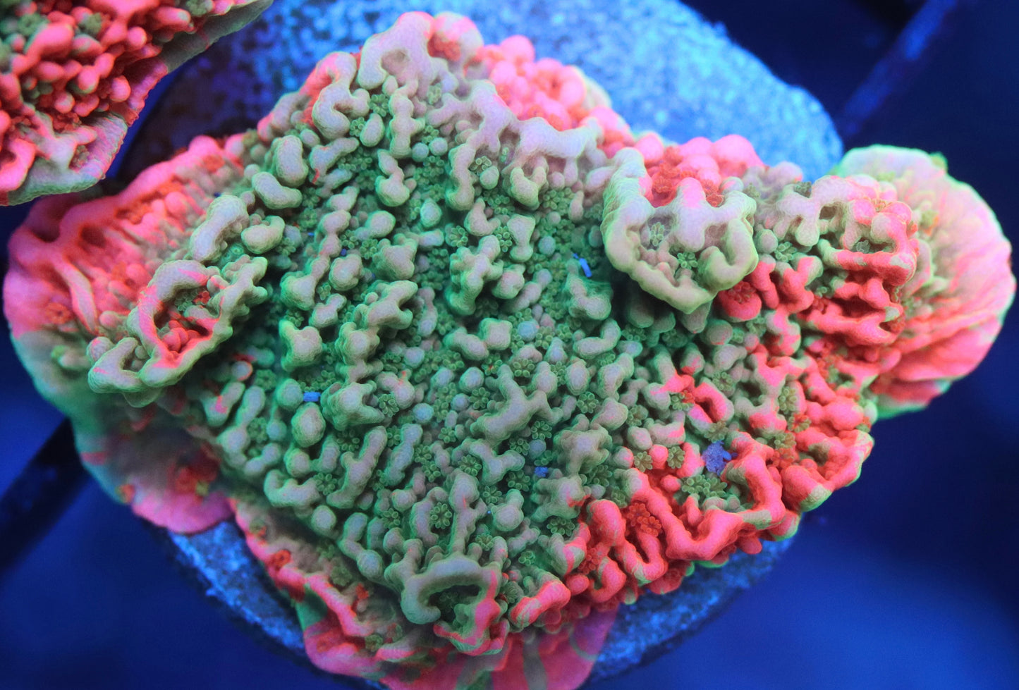 Grafted Montipora Cap