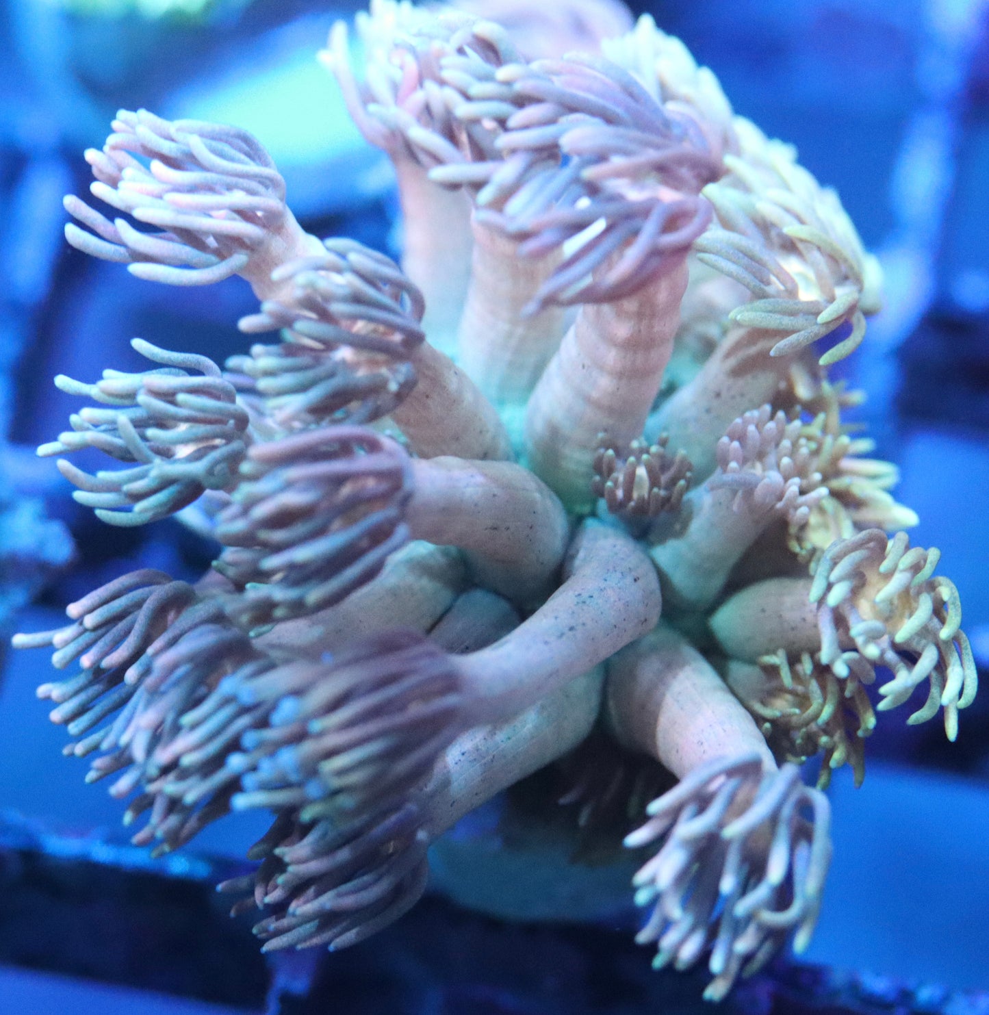 Ultimate Rainbow Goni