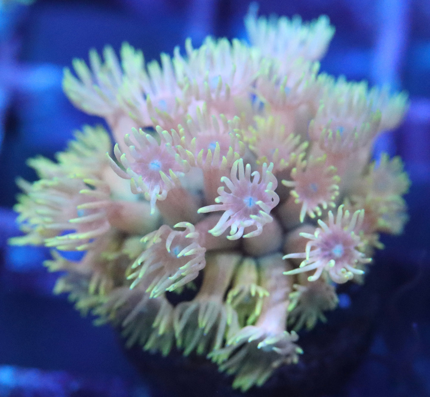 Ultimate Rainbow Goni