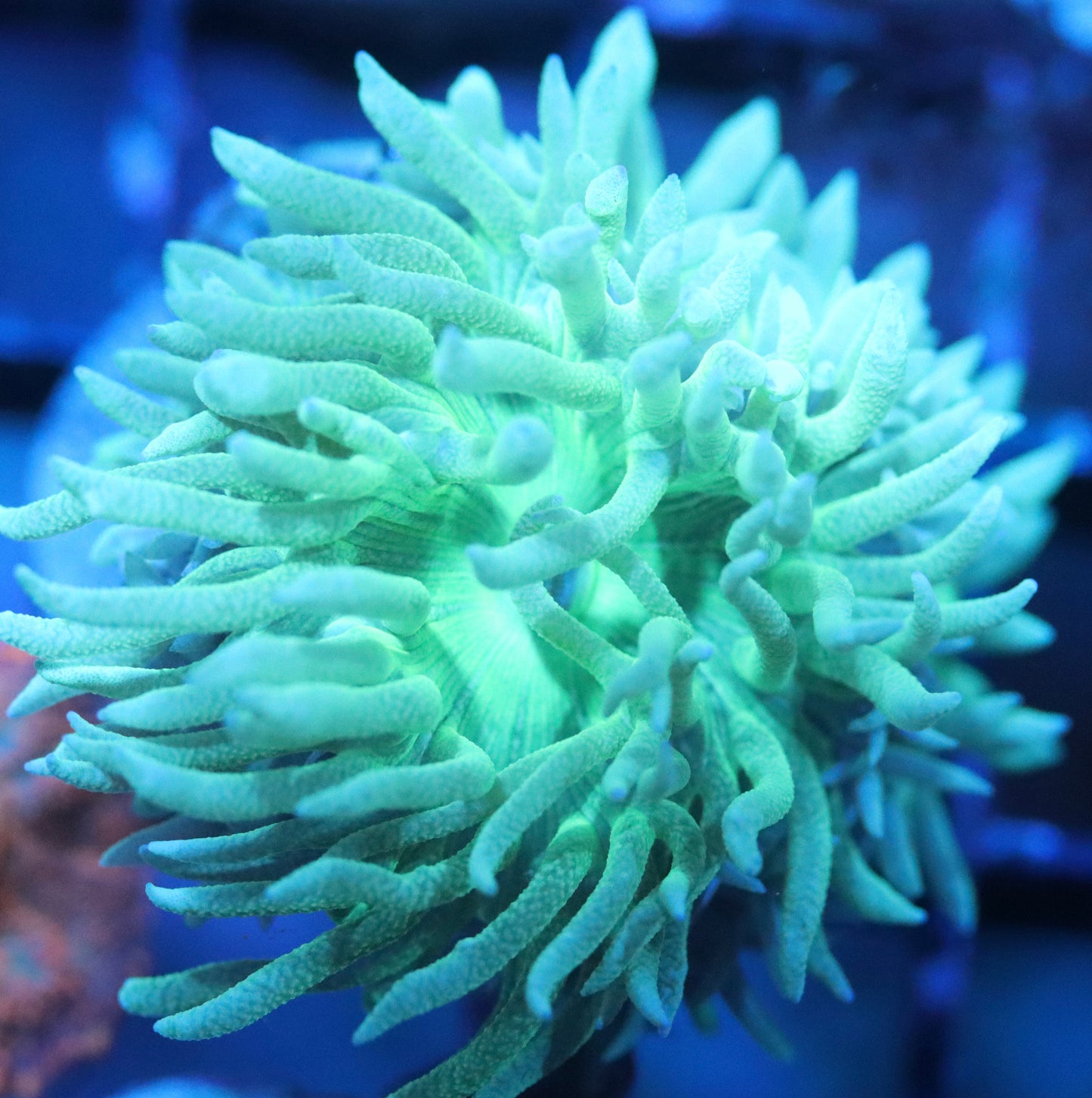 Green Duncan Coral