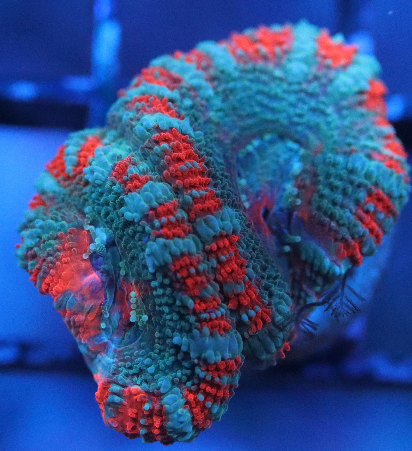 Ultra Acan Cora
