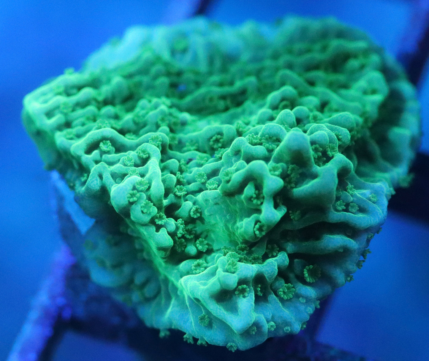green montipora cap