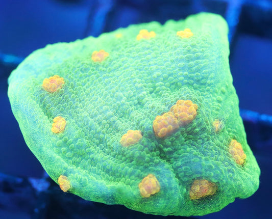 space invader chalice