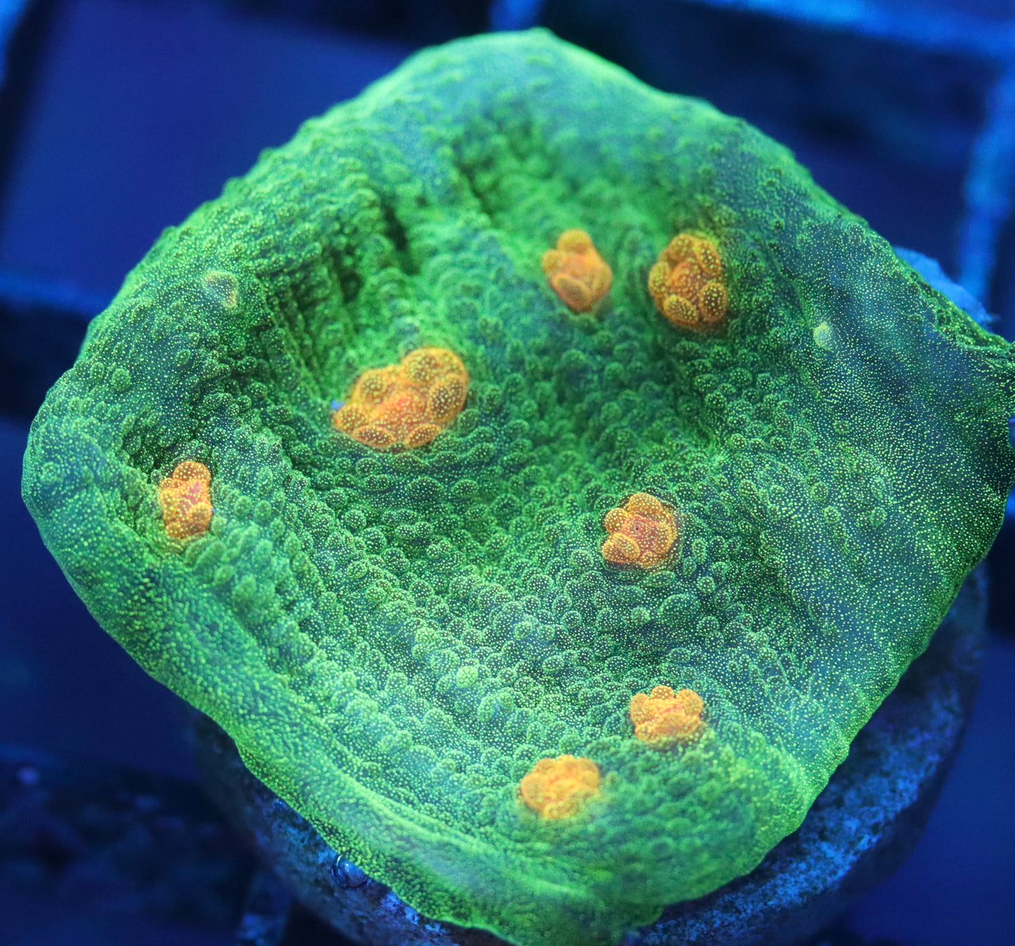 space invader chalice