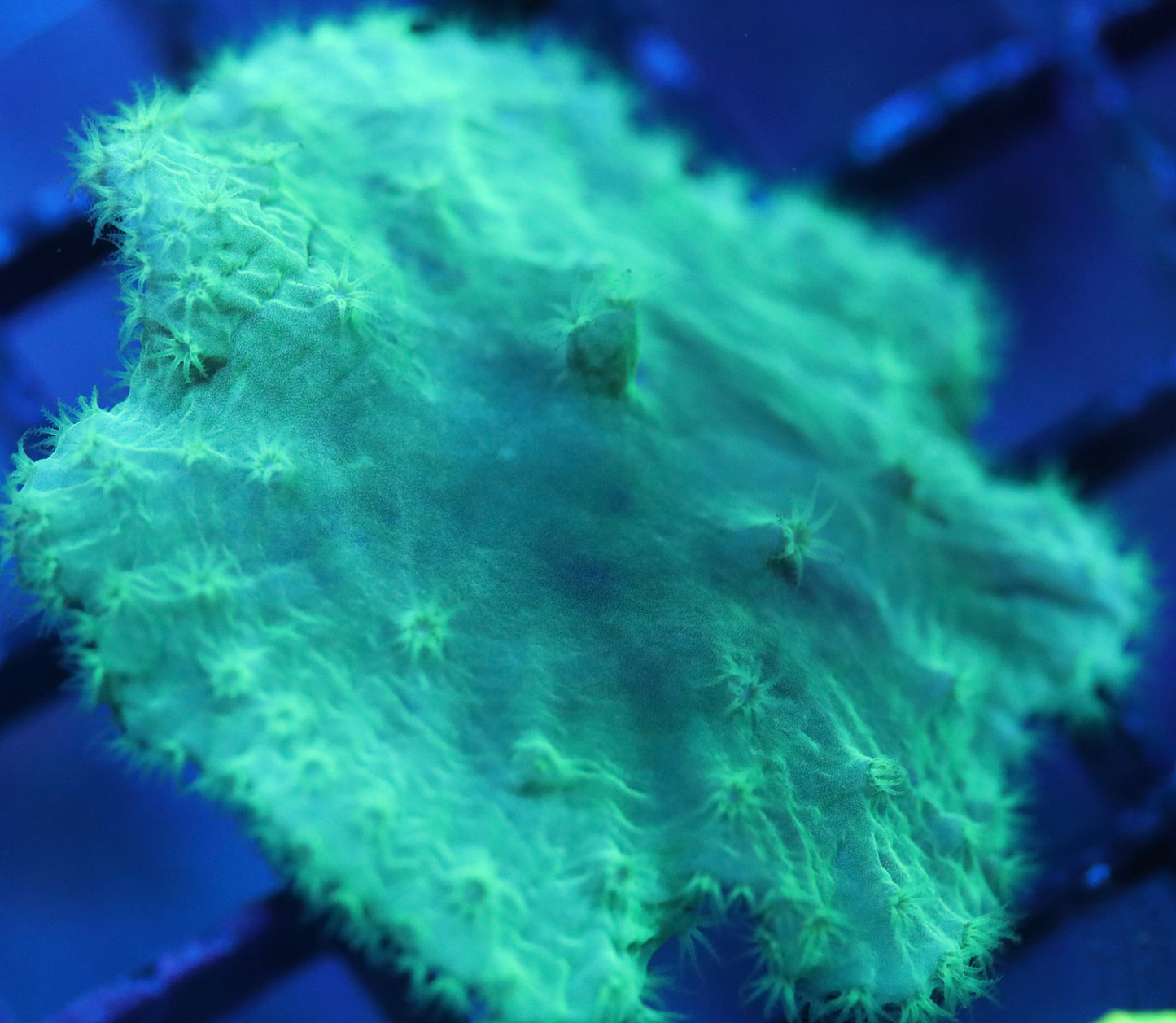 Neon Green Cabbage Leather Soft Coral