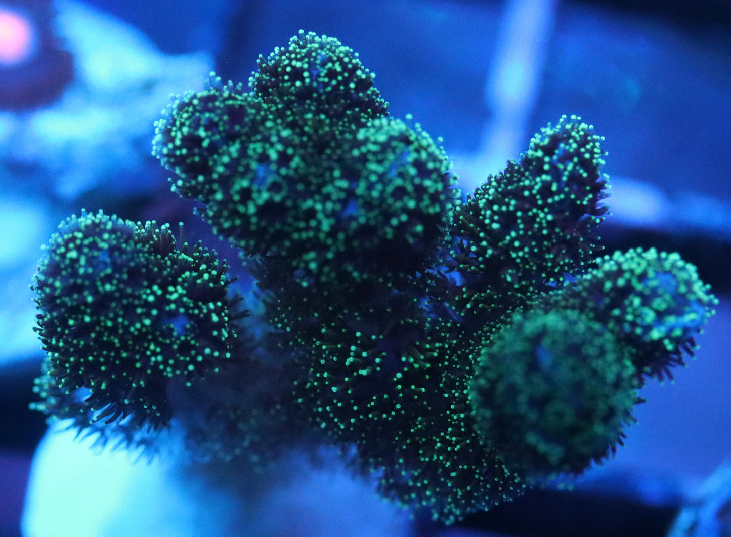 Neon Green Stylophora