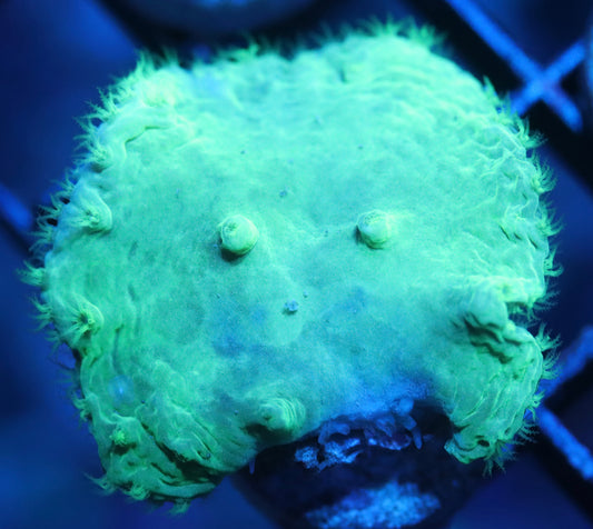 Neon Green Cabbage Leather Soft Coral