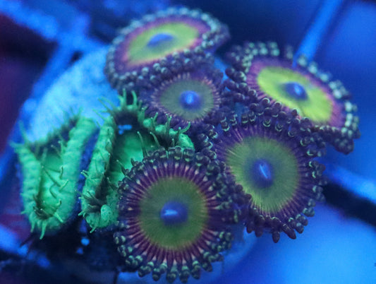 candy apple pink zoa