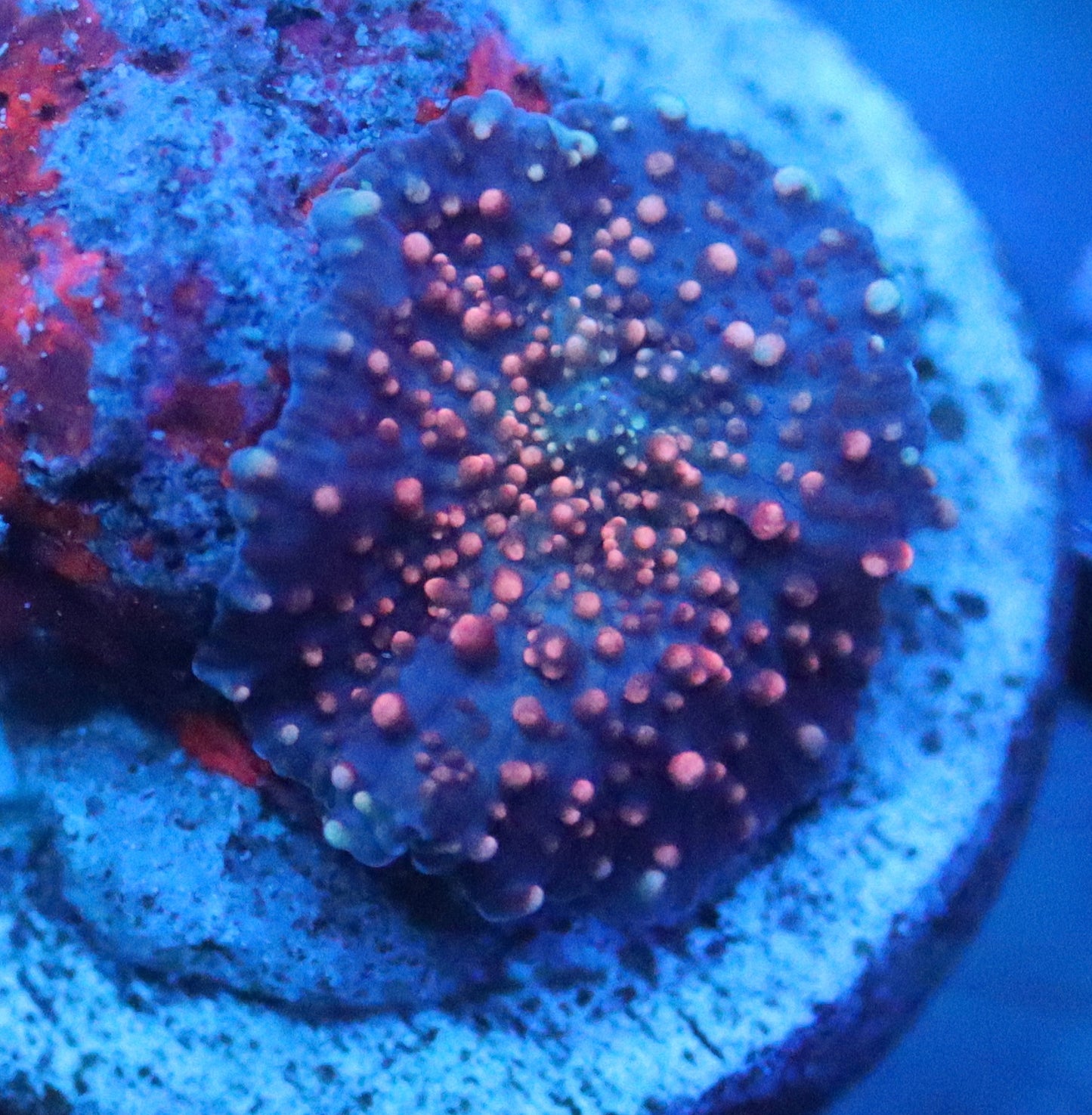 pink disco mushroom coral