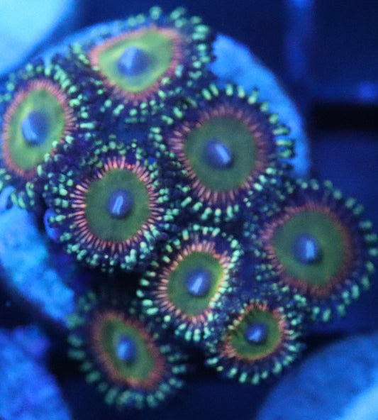 candy apple pink zoa