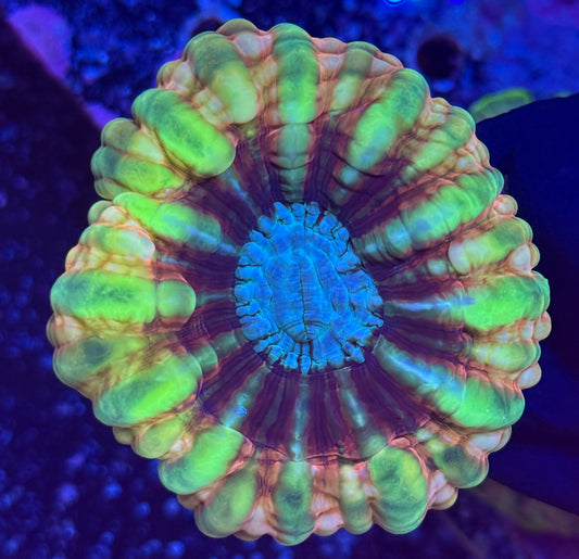 ultra rainbow cynarina