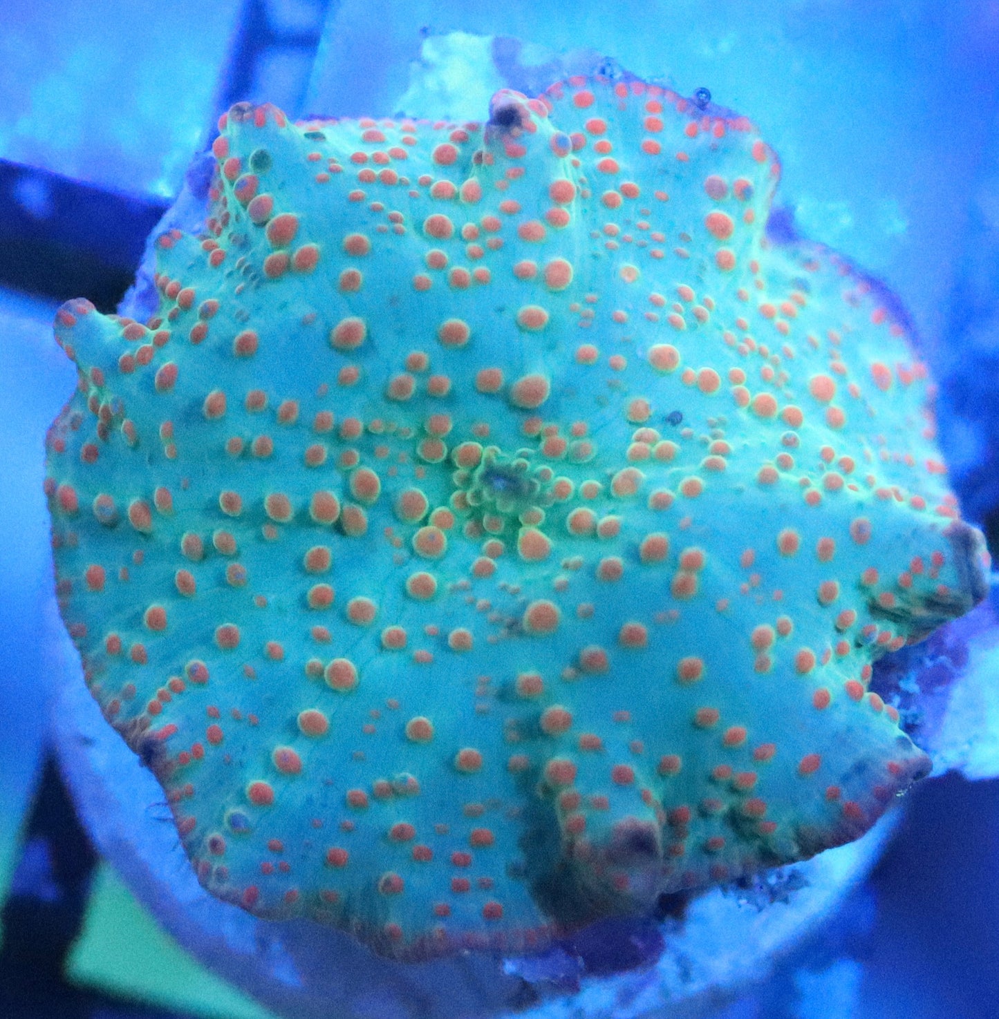 silent seas disco mushroom