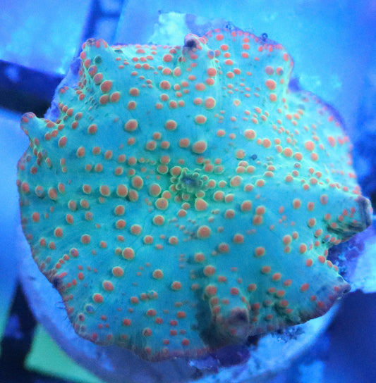 silent seas disco mushroom