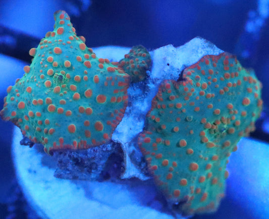 silent seas disco mushroom