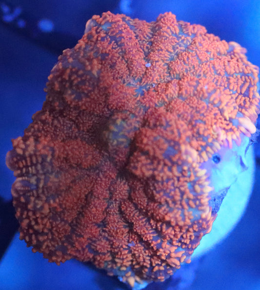 Forest Fire Rhodactis Mushroom