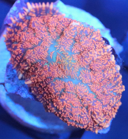 Forest Fire Rhodactis Mushroom