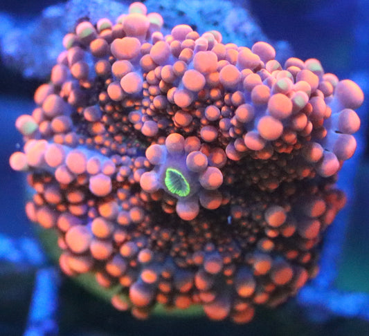 orange yuma mushroom