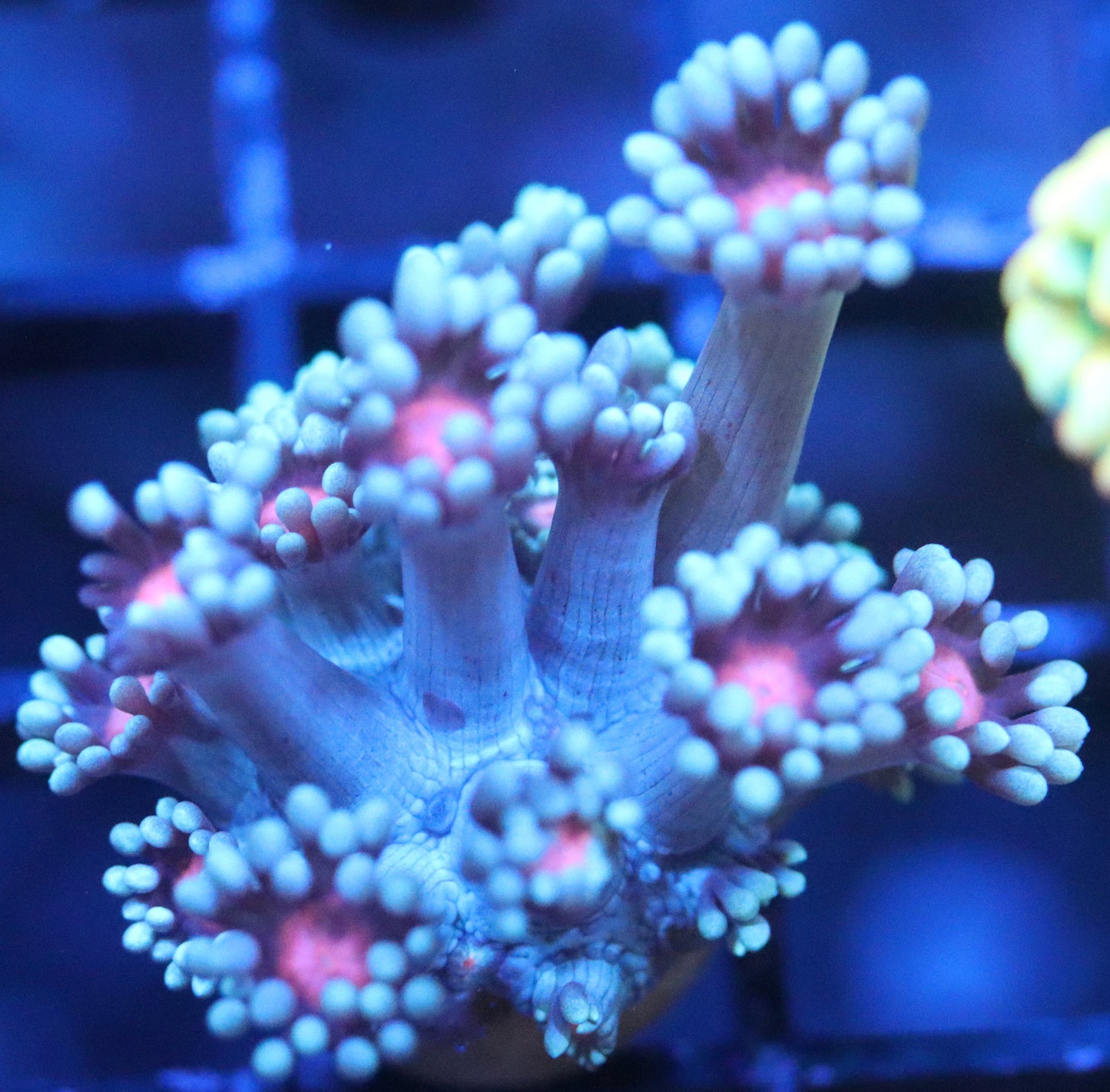 ERA Neon Daisy Heart Goni