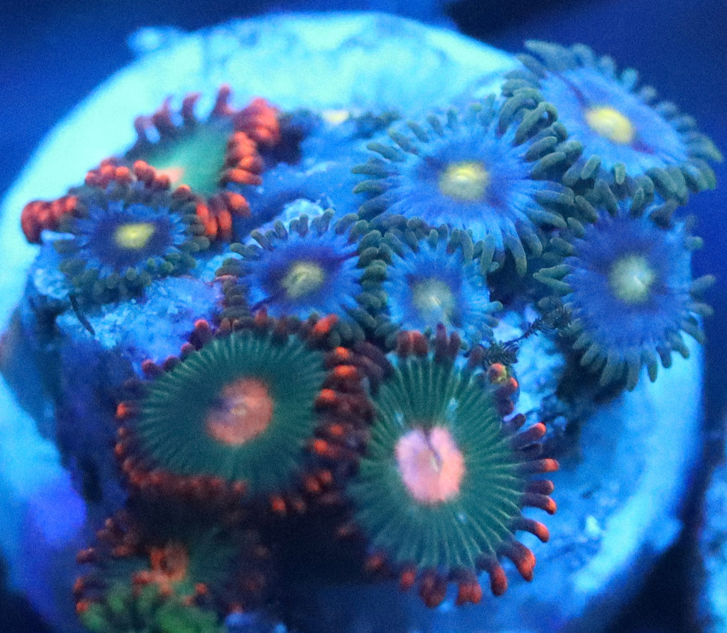 MIX GATORADE ZOA