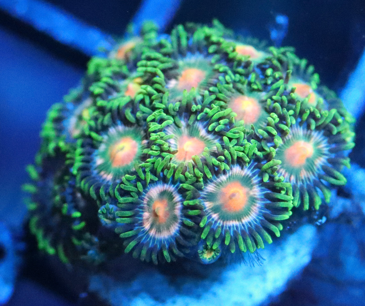 LEMON LASER ZOA