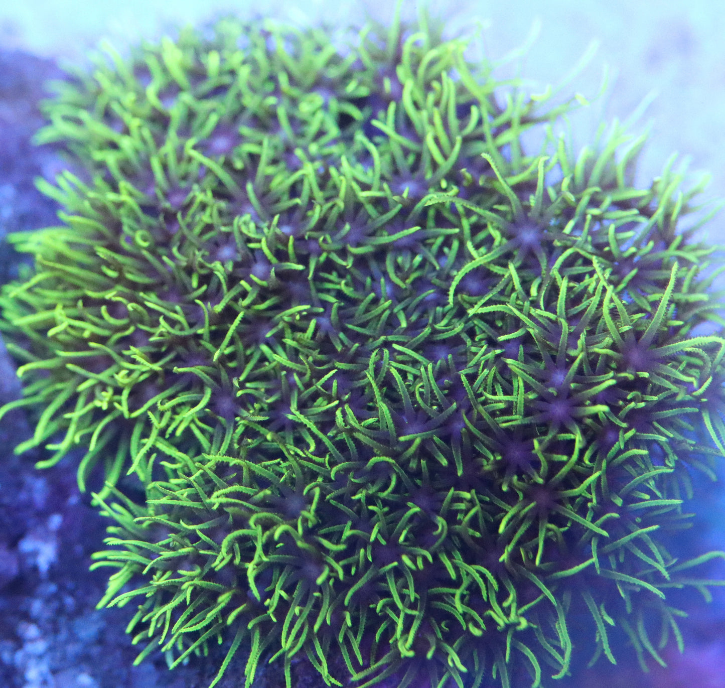 Green star Polyp