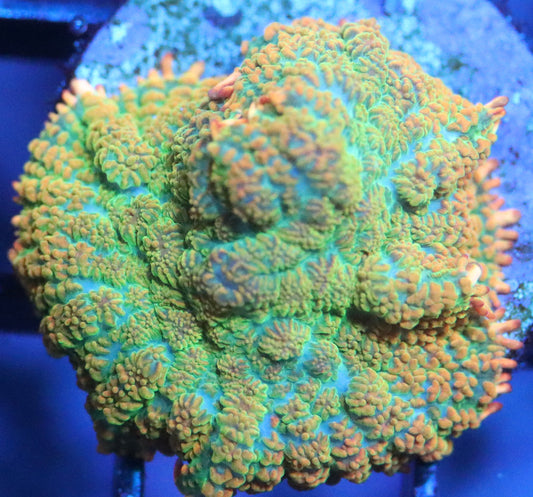 tequila sunrise mushroom