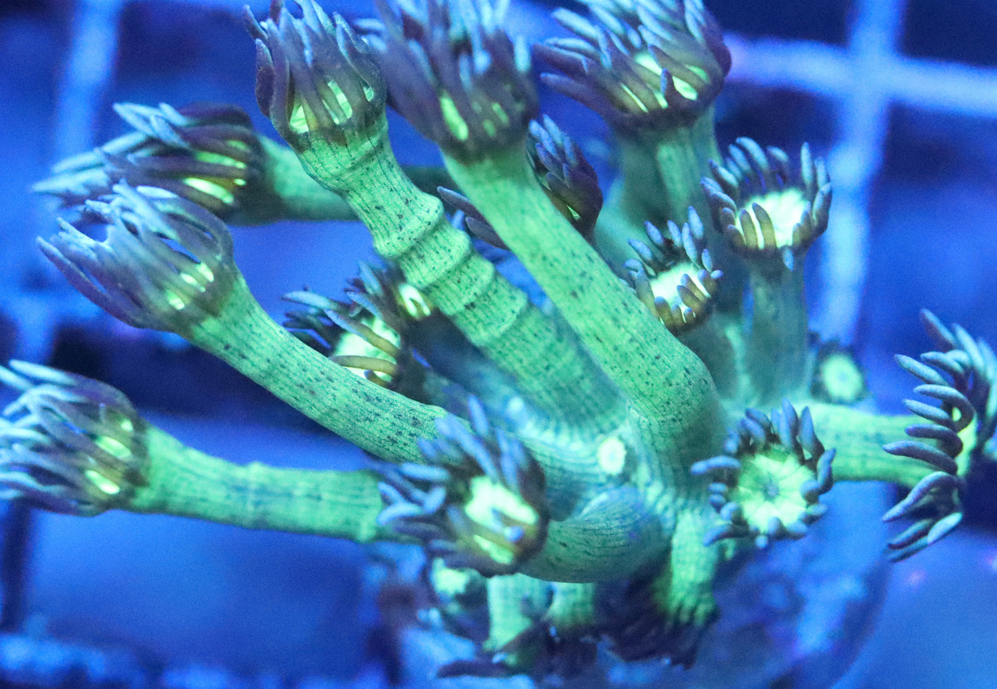 Cultured toxic green  Goni