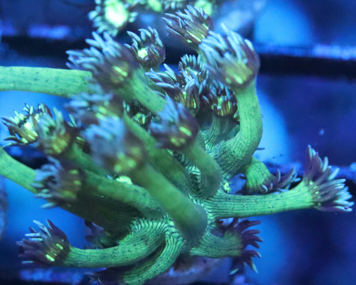 Cultured toxic green Goni