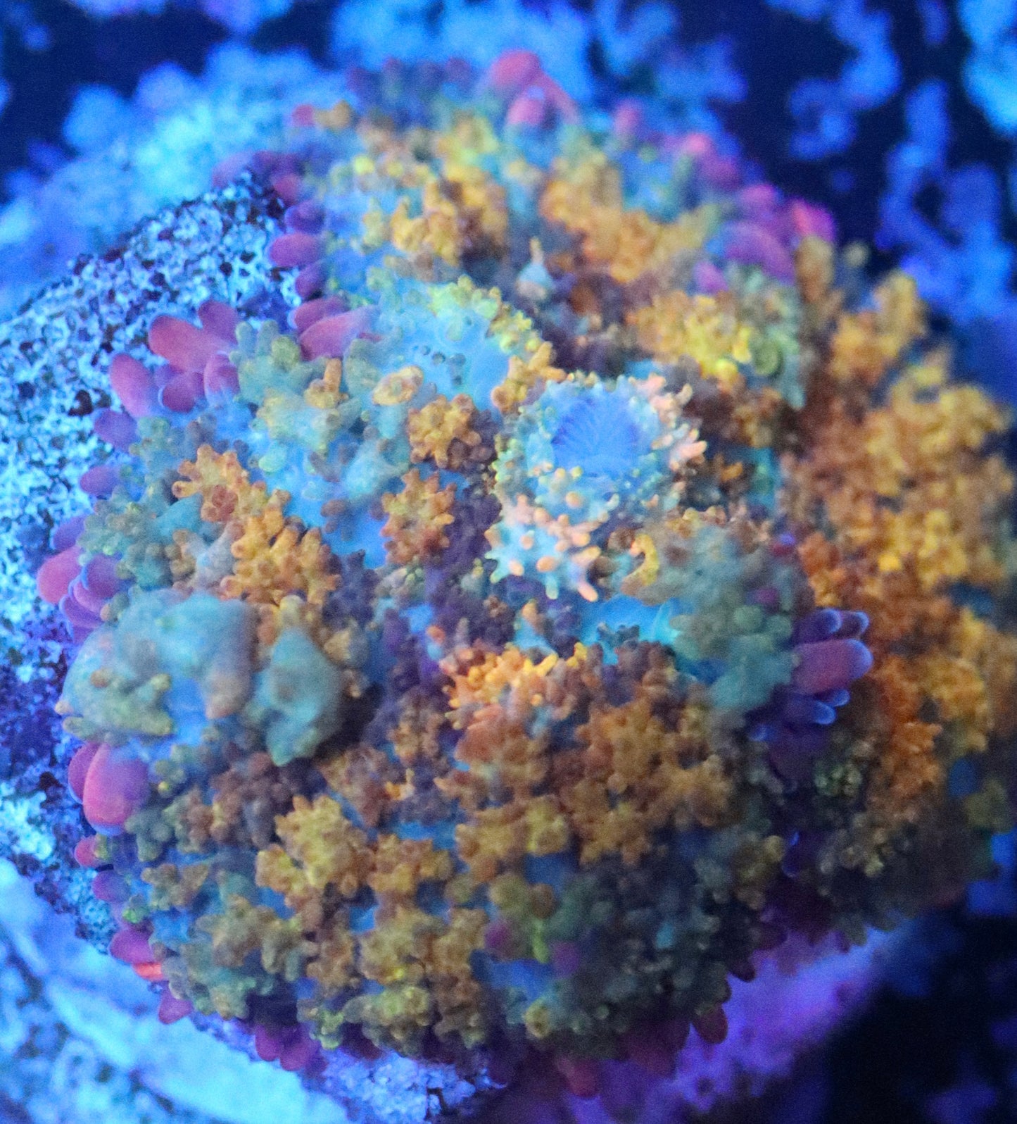 golden dragon mushroom